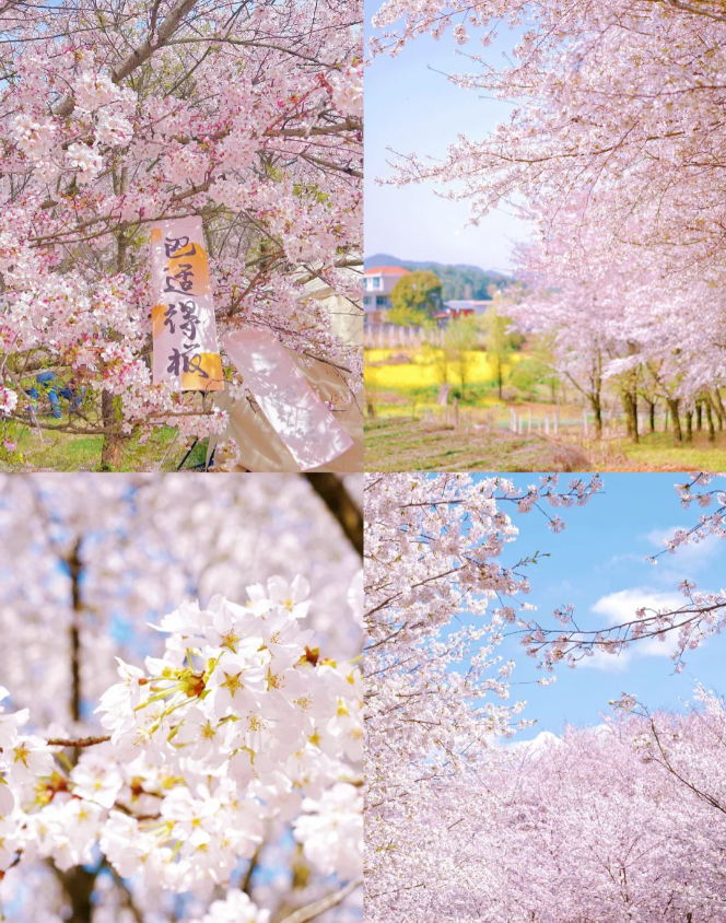 - 新怡旅遊