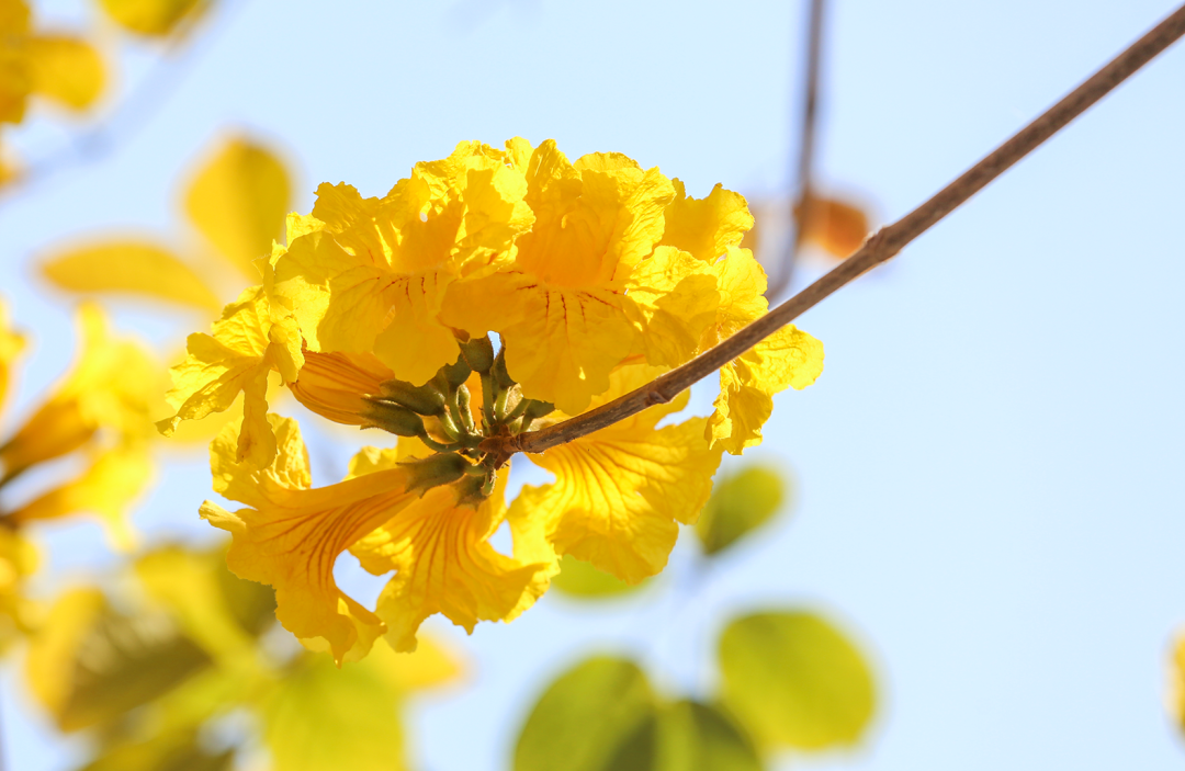 【全港獨家】逃離喧囂·療愈之旅【龍門泰極·Great Thai湯泉度假酒店】（保證入住風鈴語墅（私家泡池房）2天團