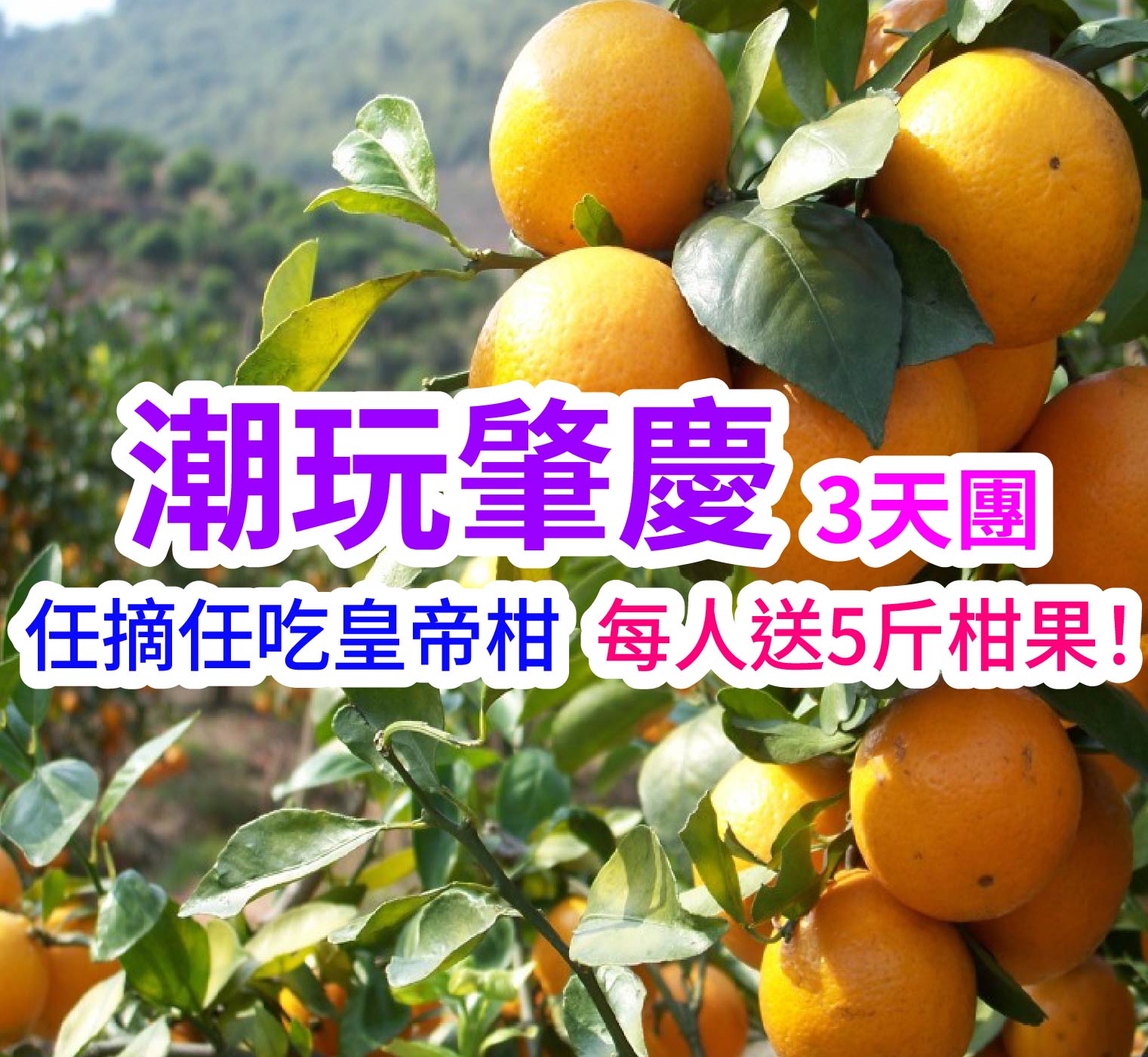 重本船遊星湖濕地公園觀丹頂鶴、暢遊嶺南小故宮、打卡魔法城堡日與夜、任摘任吃中國柑王『皇帝柑』（每人贈送5斤）潮玩肇慶、德慶3天團