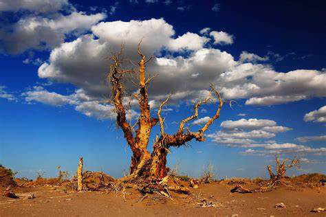 大漠丹霞染金黃、雙林映色醉秋光 秋日童話蘭州8天團