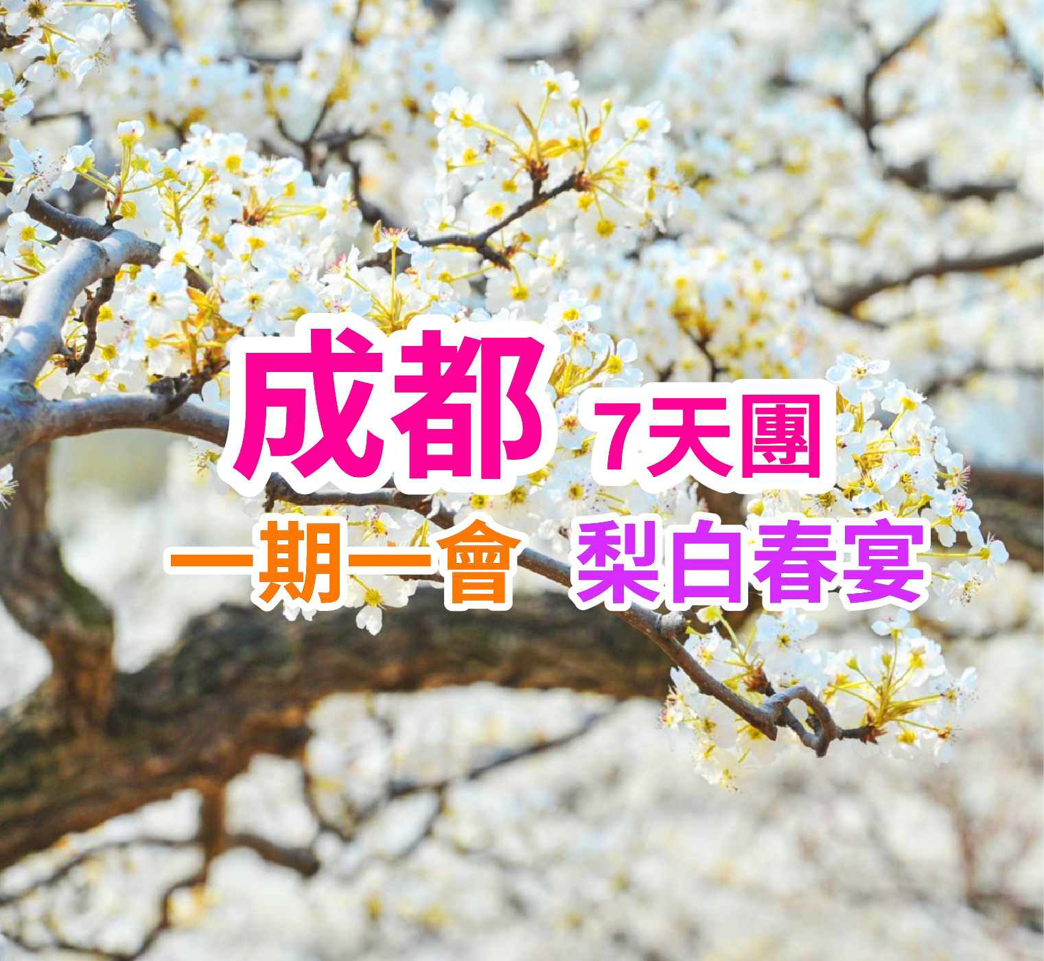 僅辦三團三月梨花時令限定金川梨花節-峨眉山樂山-成都純玩7天團