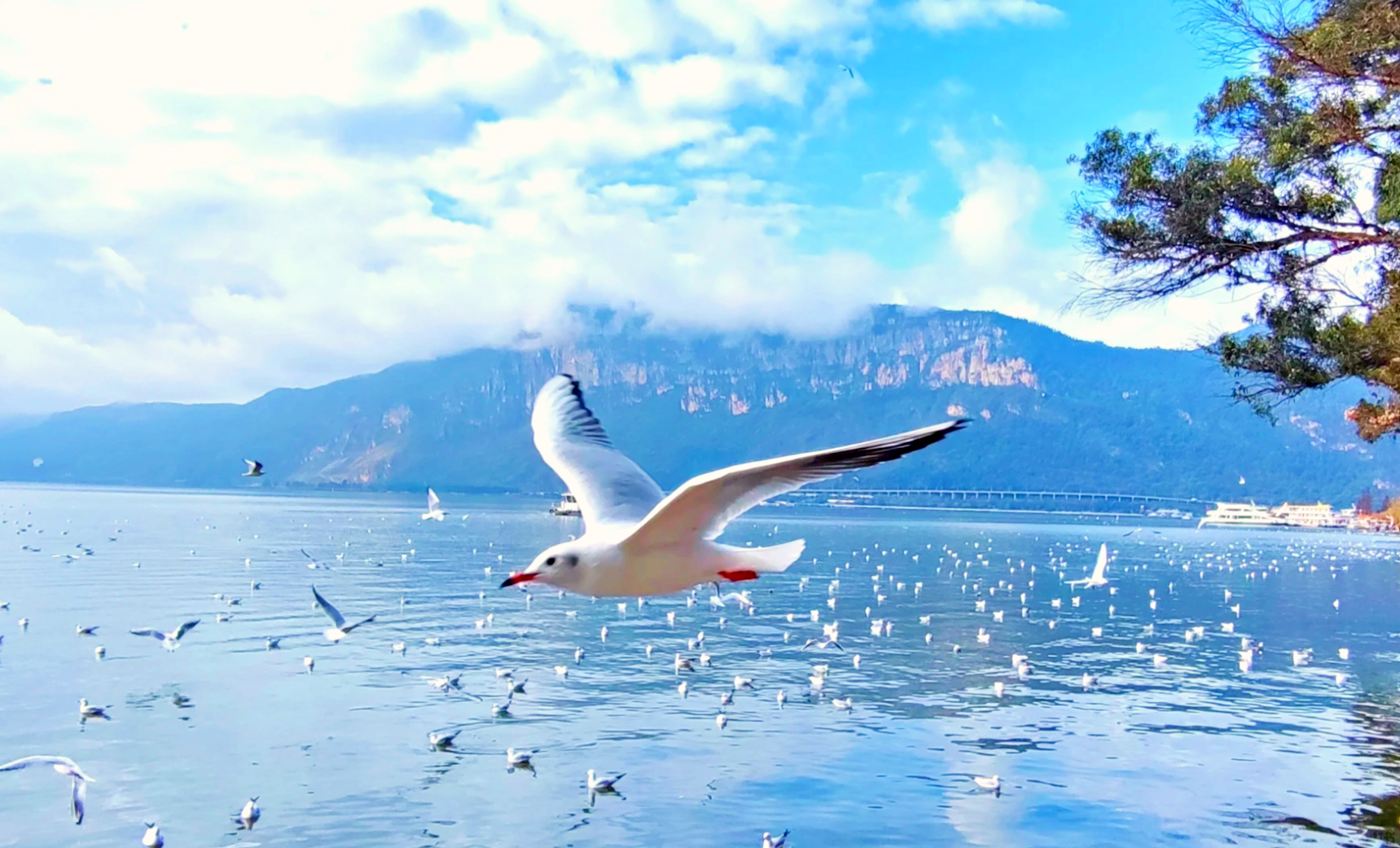 雲南全球首列全景觀光山地旅遊列車-昆明大理麗江瀘沽湖 8天團