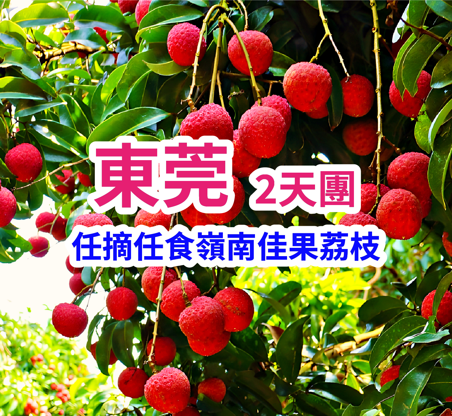 【季節限定、任摘任食嶺南佳果荔枝】東莞 2天團
