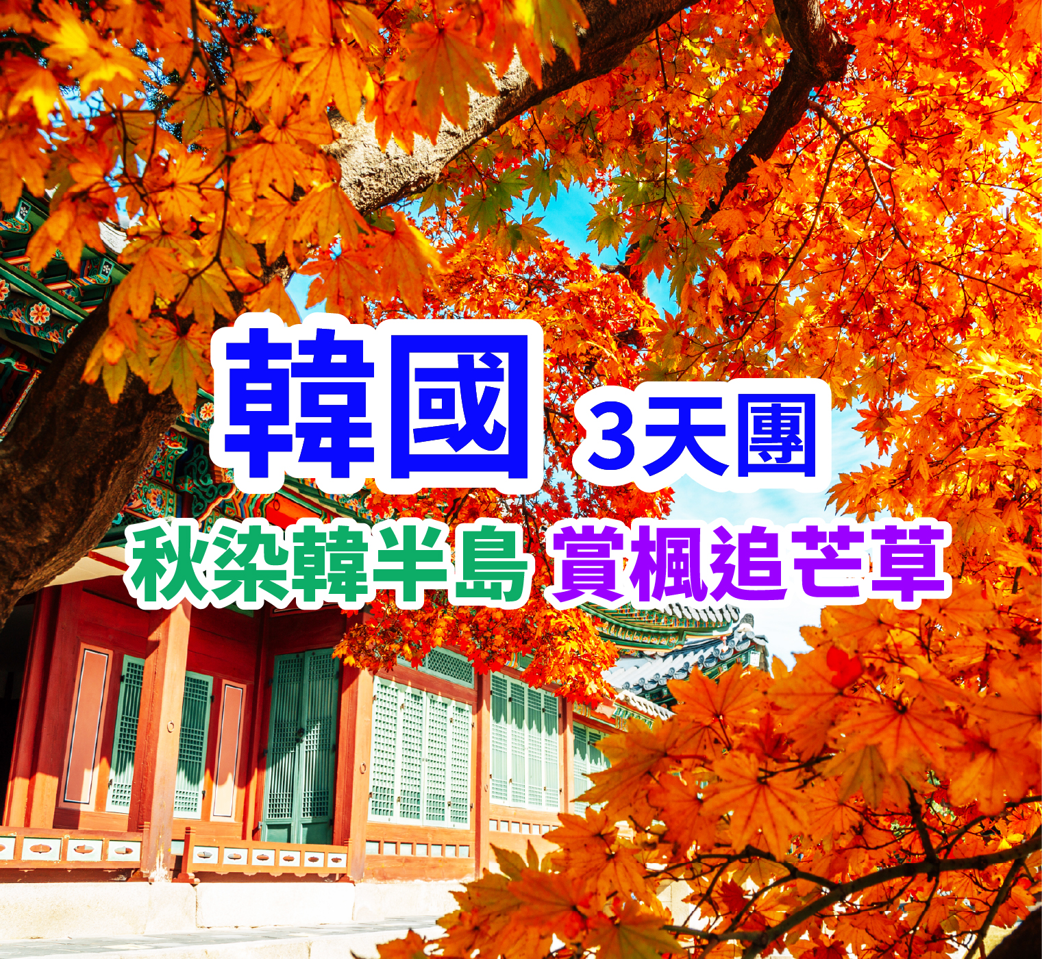 秋染韓半島 賞楓追芒草  韓國3天團