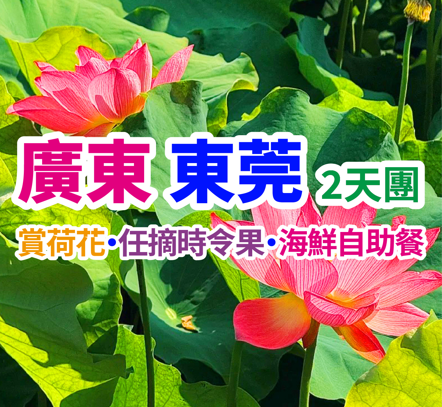 【季節限定·一年一度荷花節&任摘任食嶺南佳果】東莞純玩2天團(想旅遊 旅行團)