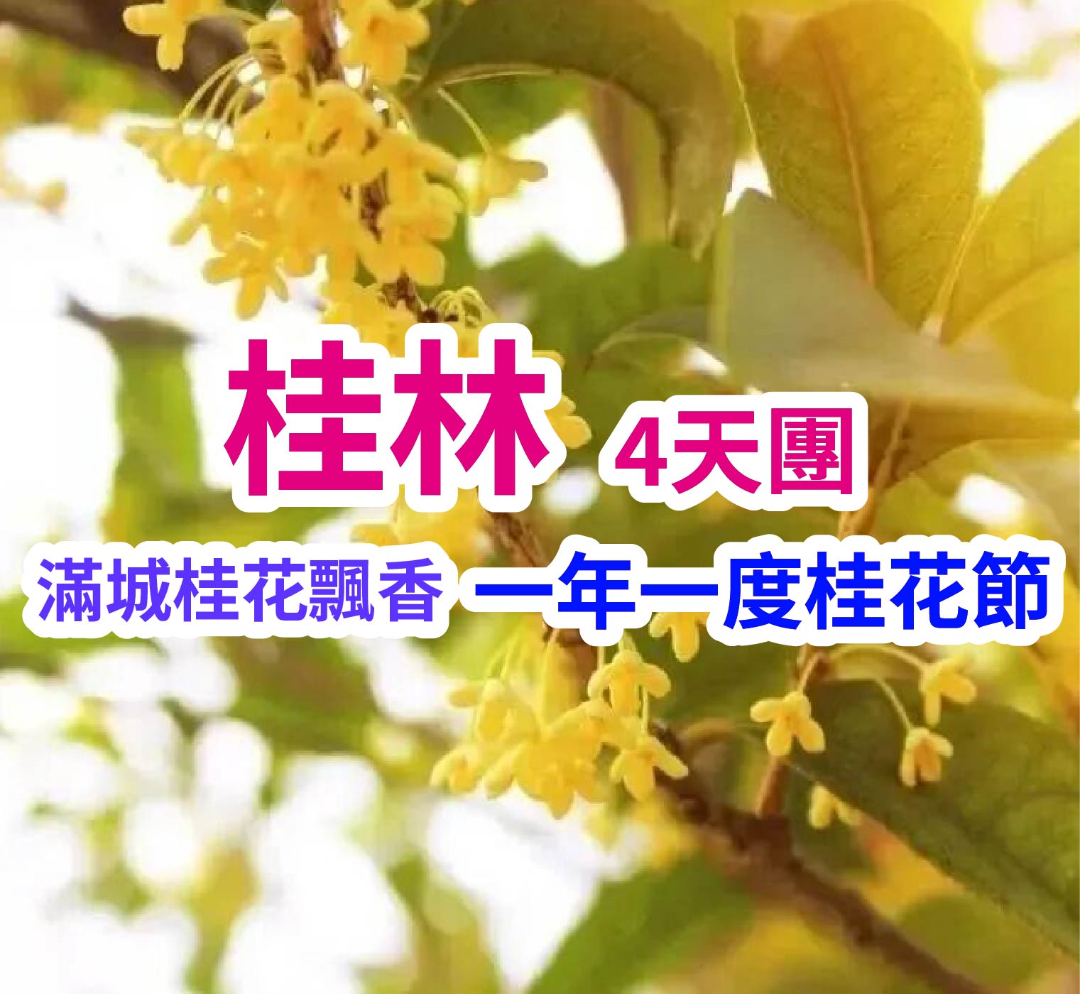 滿城桂花飄香 一年一度桂花節 桂林4天團