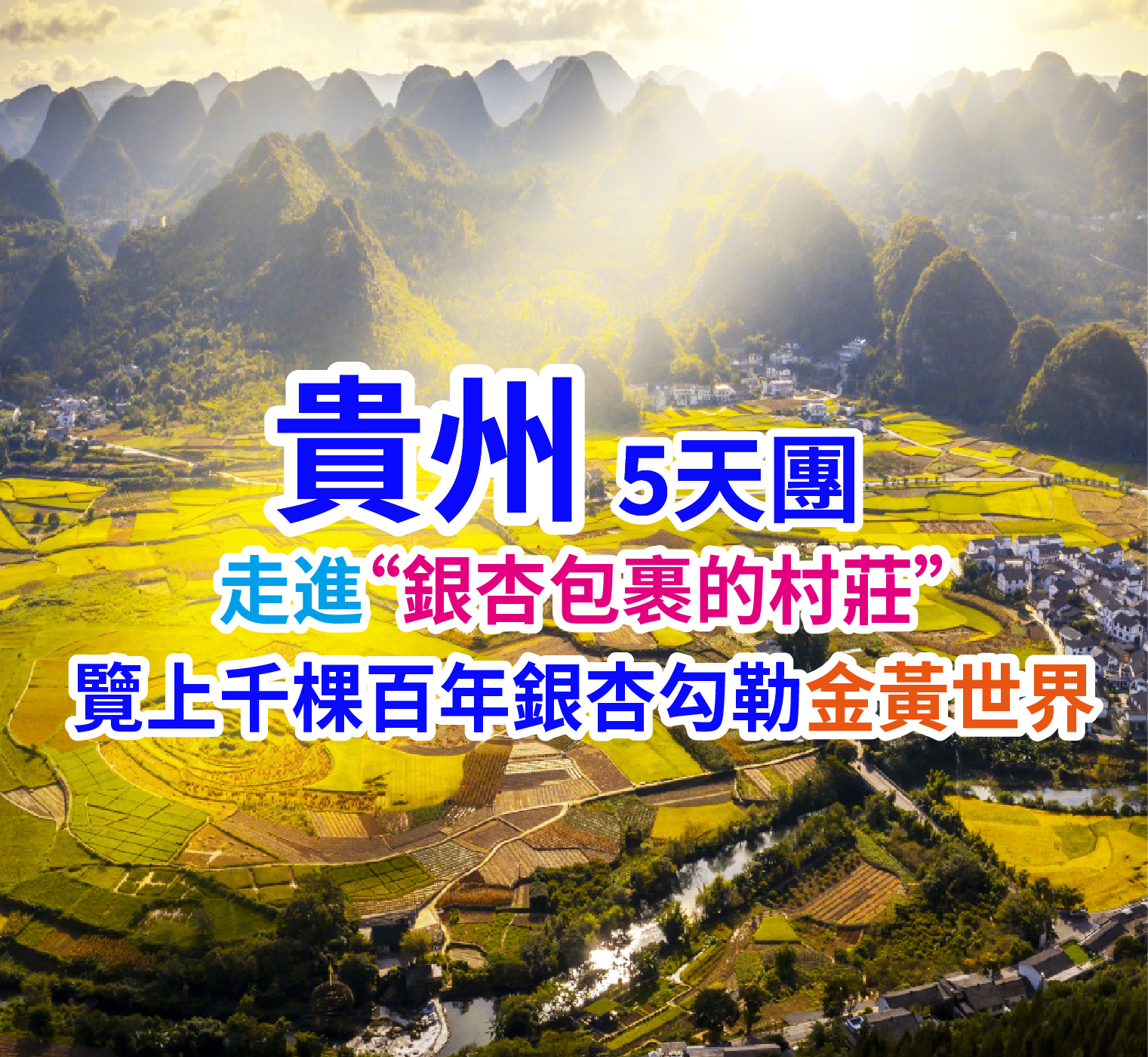 走進“銀杏包裹的村莊” 覽上千棵百年銀杏勾勒的金黃世界 貴州5天團
