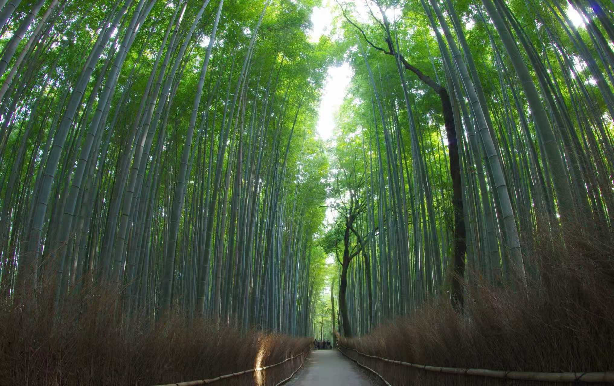 日本關西 8 天楓紅盛宴   一生必追的絕美紅葉物語
只辦一團18/11