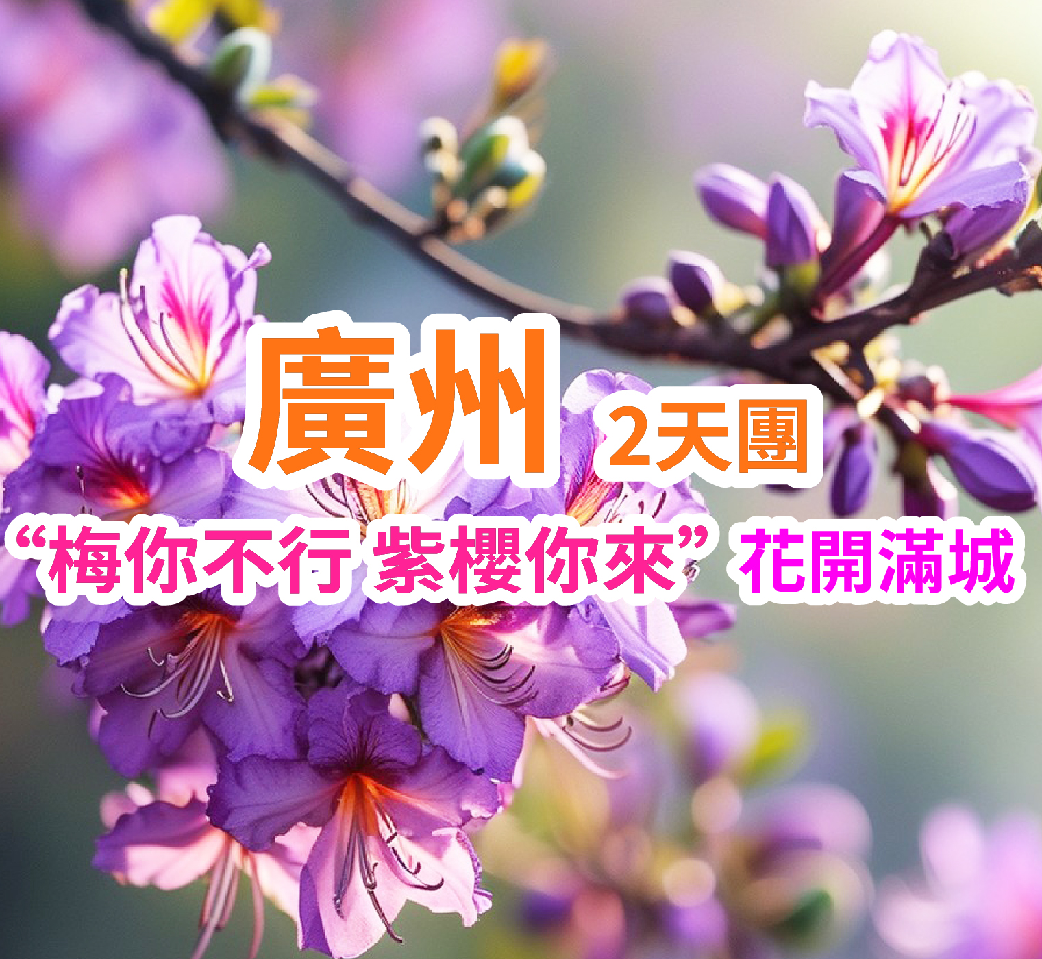 “梅你不行 紫櫻你來”花開滿城 純玩2天團