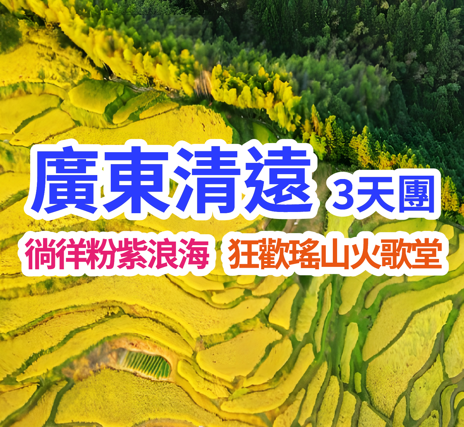「秋季限定」觀賞 廣東最美梯田之一｢黑山梯田｣浪漫金秋、粉紫海洋「黛亂子草」、瑤山火歌堂、超美風景3天團