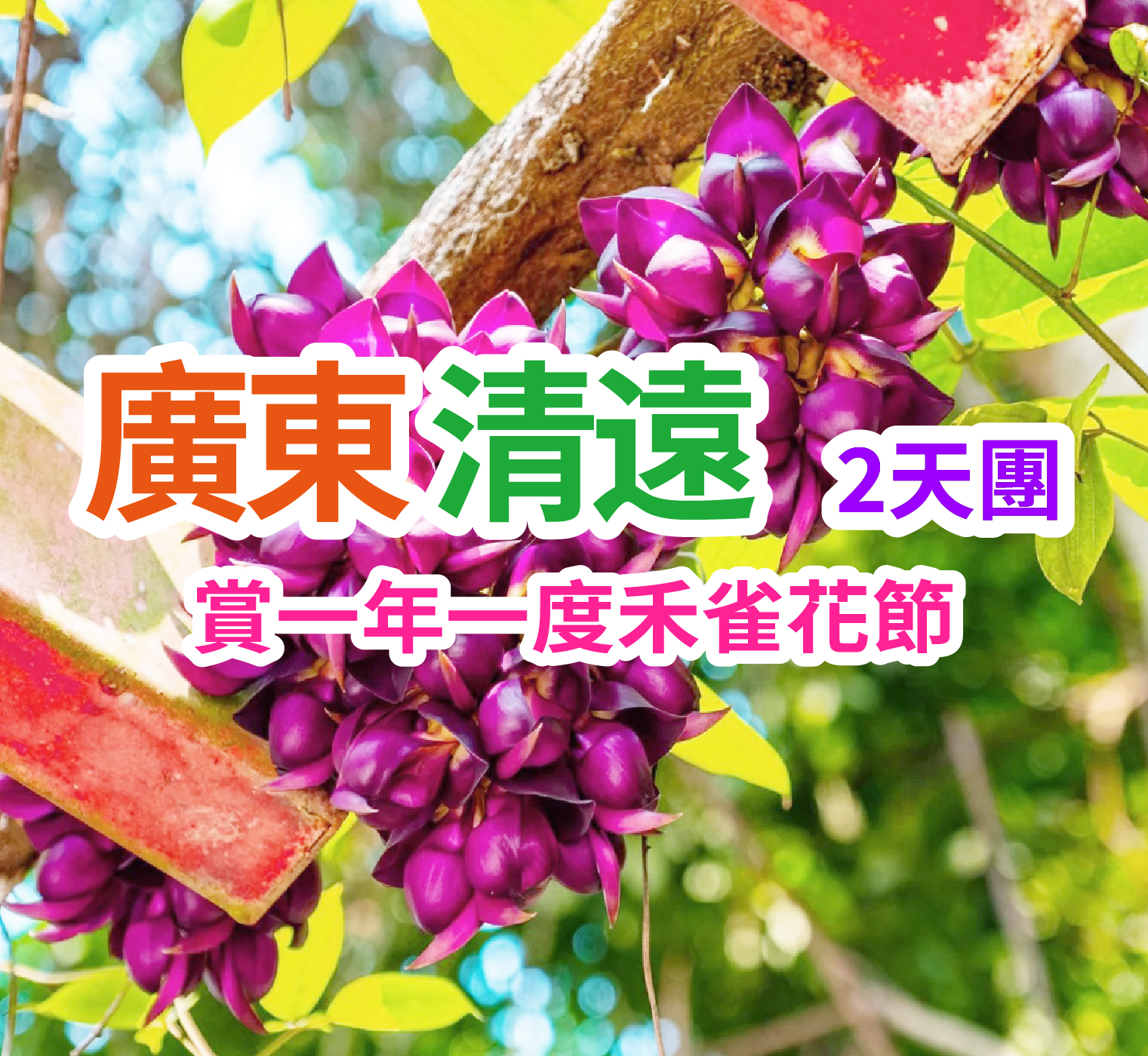 【一年一度禾雀花節】潮遊~世界紀錄【黃騰峽生態旅遊景區】（重本包入場門票+遊覽天門懸廊玻璃橋(重本包雙程纜車)+2025全新大型實景演出 鳳凰樂土·山水麗人 清遠美食純玩 2天團