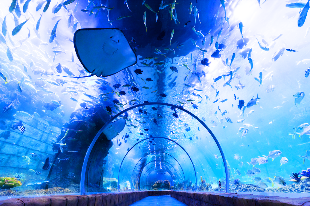 【母親節專場】感恩母親，感恩母愛，不喧嘩，自有聲，歲月如歌，共赴愛的盛宴  食世界粵菜米其林星廚出品【(位上)花開富貴有米魚開花過橋+招牌芝麻鹹香雞宴】【（位上）濃湯翅花膠雞+勒流燒鵝宴】純玩 2天團