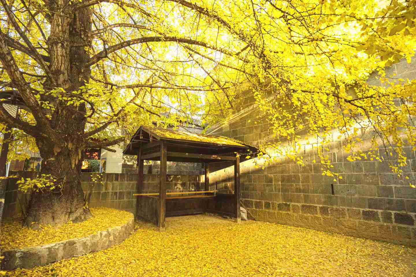 西雙版納 墨江 大理 芒市 騰衝  楚雄雲南 昆明 首創環線雲南10天團