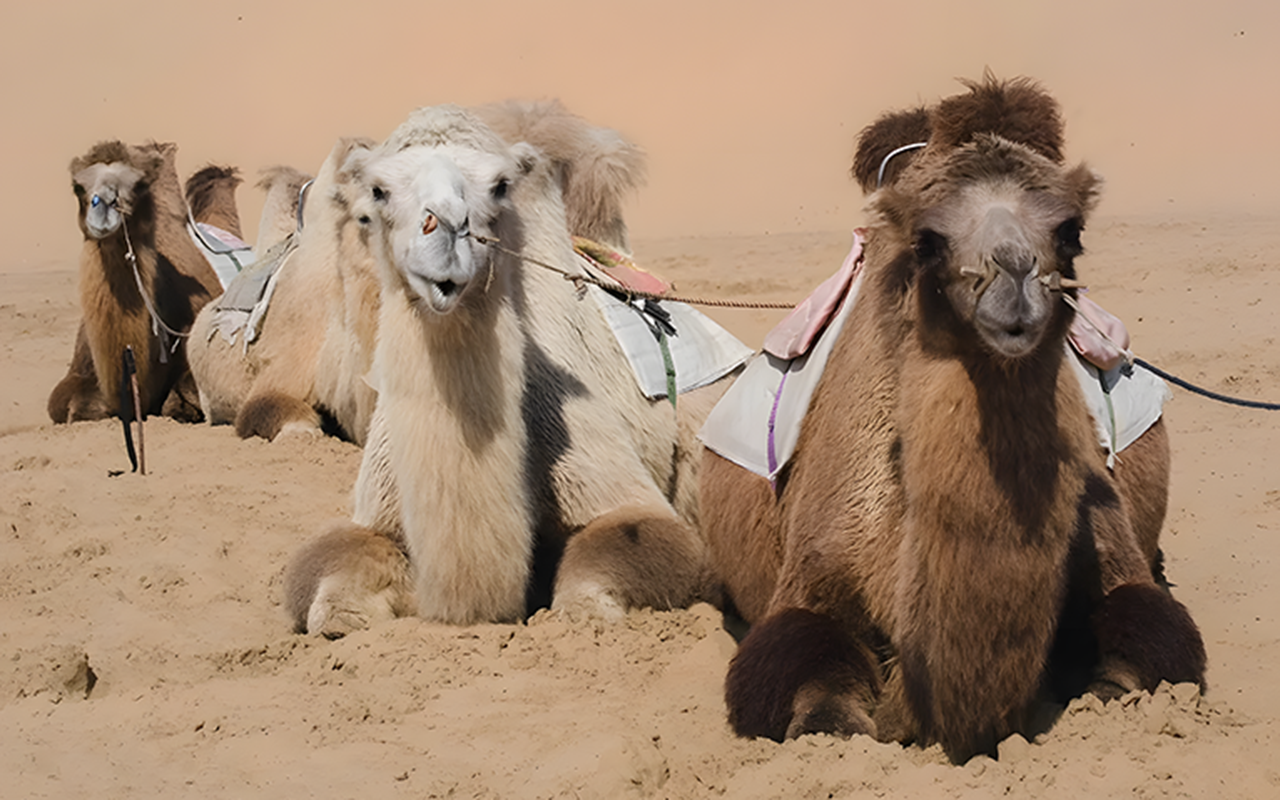 青城呼和浩特-火山大觀： 烏蘭察布火山群 呼和浩特6天團