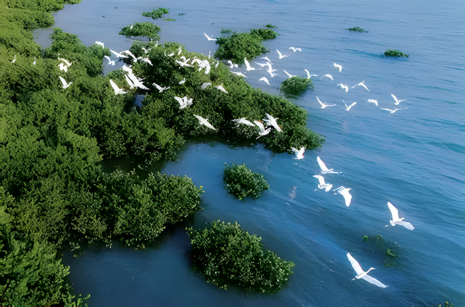 體驗全新【深中通道】 天下糧倉、陽光玫瑰園景區、重本包登特呈島船票及環保車、眺望軍艦群湛江純玩3天團