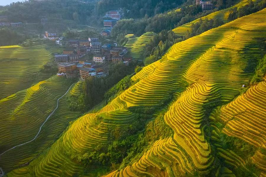 滿城桂花飄香 一年一度桂花節 桂林4天團