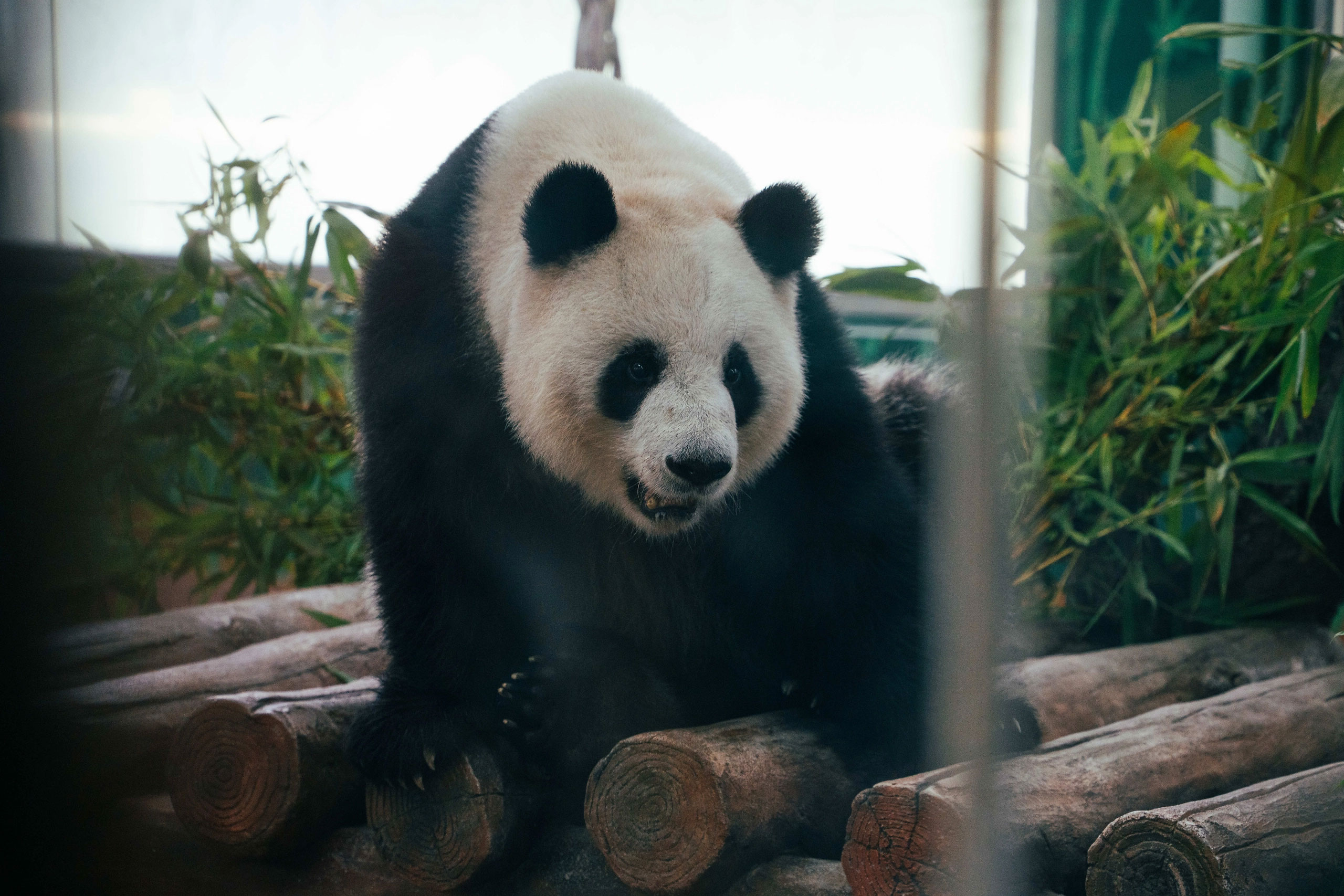 【復活節加班】融創國際大馬戲+【夢回嶺南·大型戶外國風實景SHOW】+【廣州動物園】+【廣州華夏世嘉都市樂園】3天團