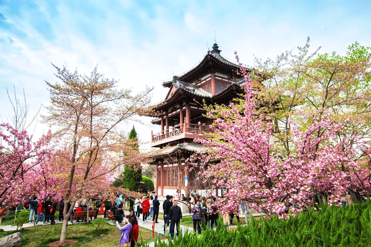 尋秦·盛唐時代 大唐不夜城 櫻花長安6天團