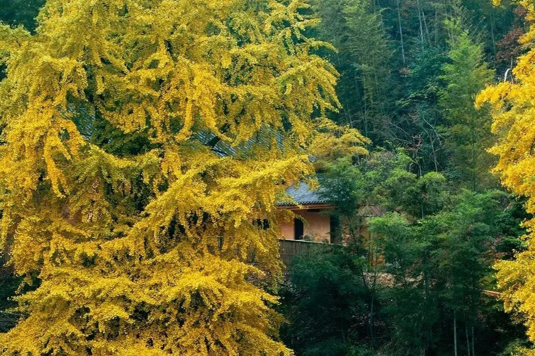 西雙版納 墨江 大理 芒市 騰衝  楚雄雲南 昆明 首創環線雲南10天團