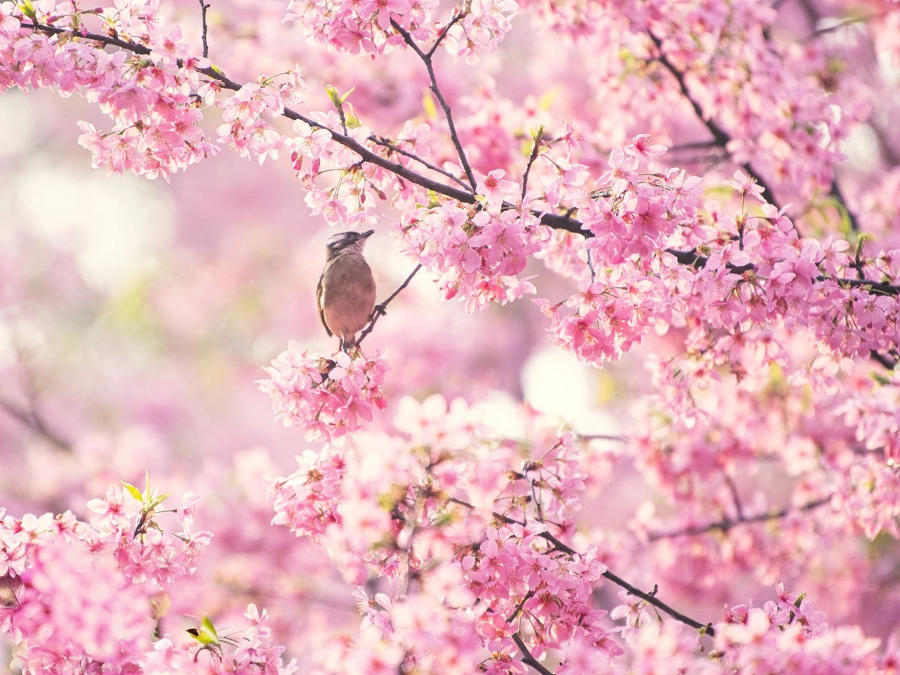 【時令限定相約湖北櫻花季】邂逅荊楚春日的極致溫柔 高鐵5天團