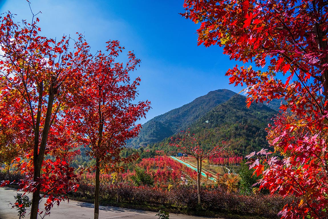 新豐紅葉世界看雲海紅楓，打卡網紅天空之鏡，雙國際溫泉酒店奢享體驗，豪華自助晚餐三天團
