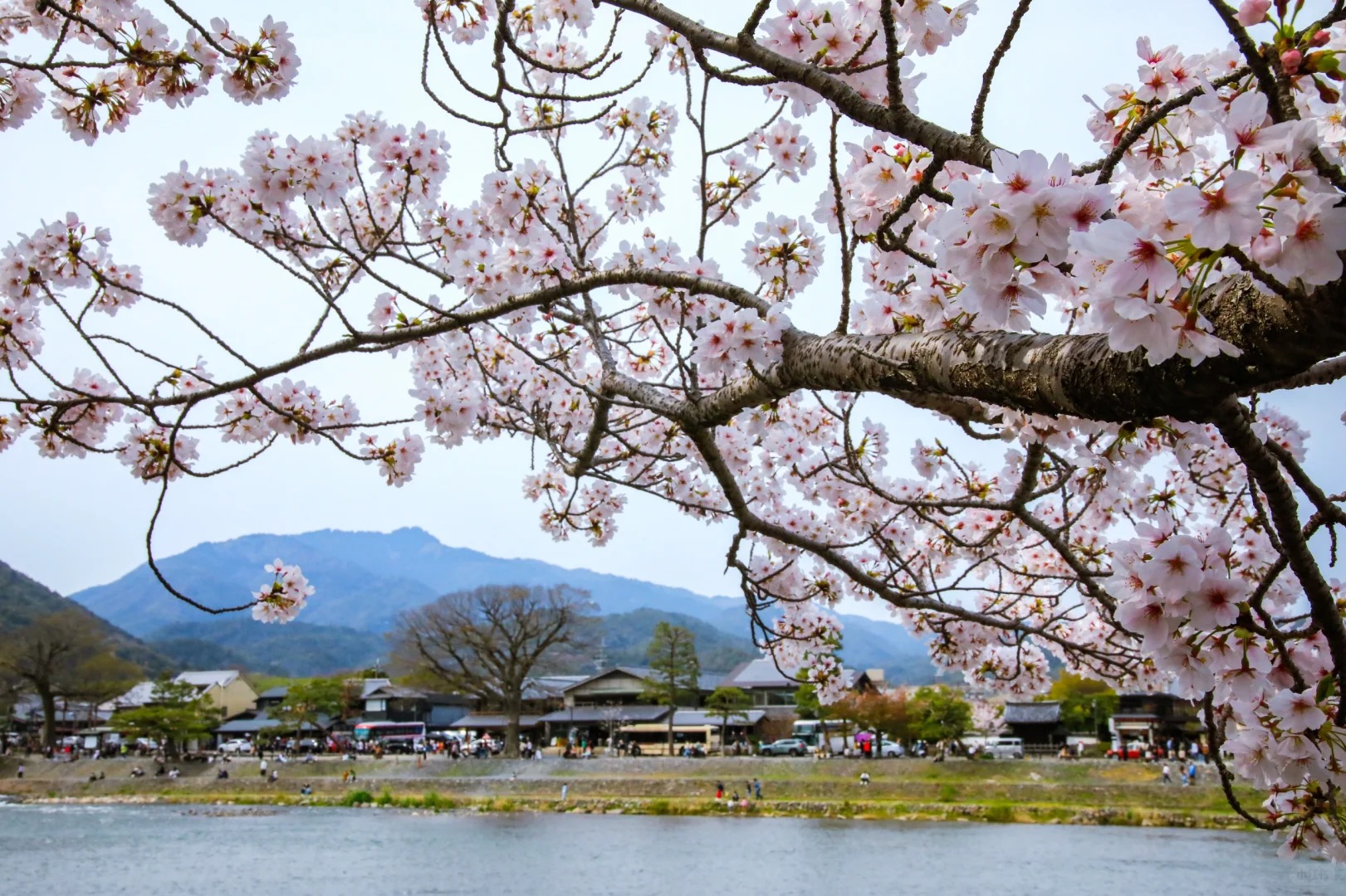 品味一期一會粉紅櫻花浪漫 日本大阪5天團