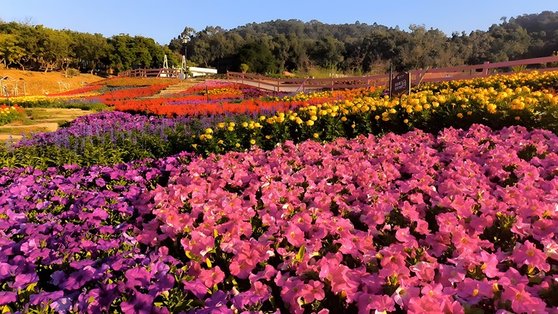 【春節加班】重本包香遇百花園迎春花海 裏水花月夜遊船 3天團