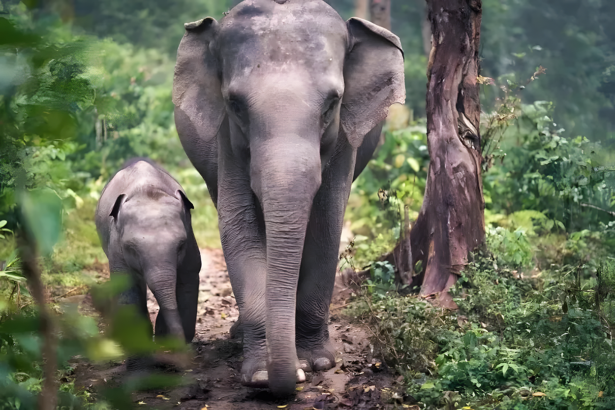 雲南 西雙版納-麗江-大理-昆明精華遊8天團