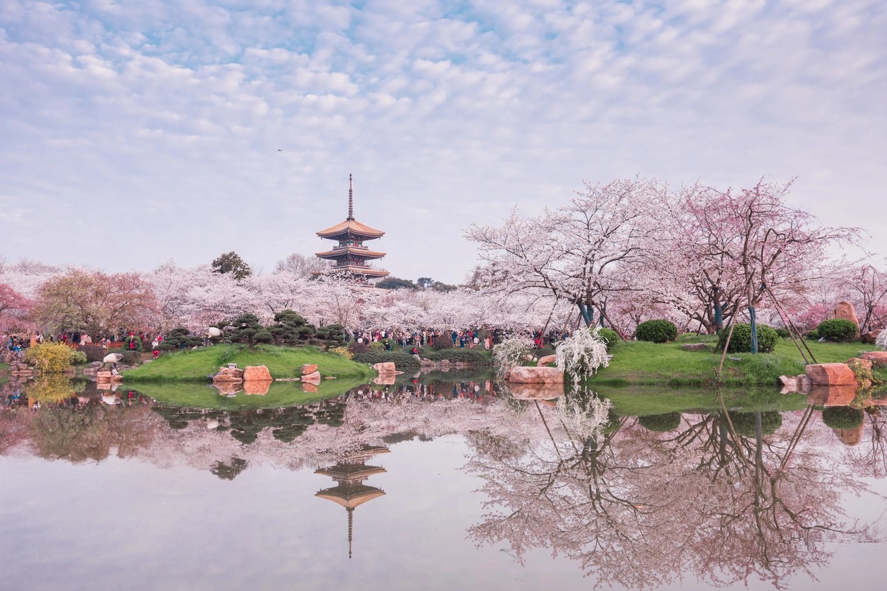 【時令限定相約湖北櫻花季】邂逅荊楚春日的極致溫柔 高鐵5天團
