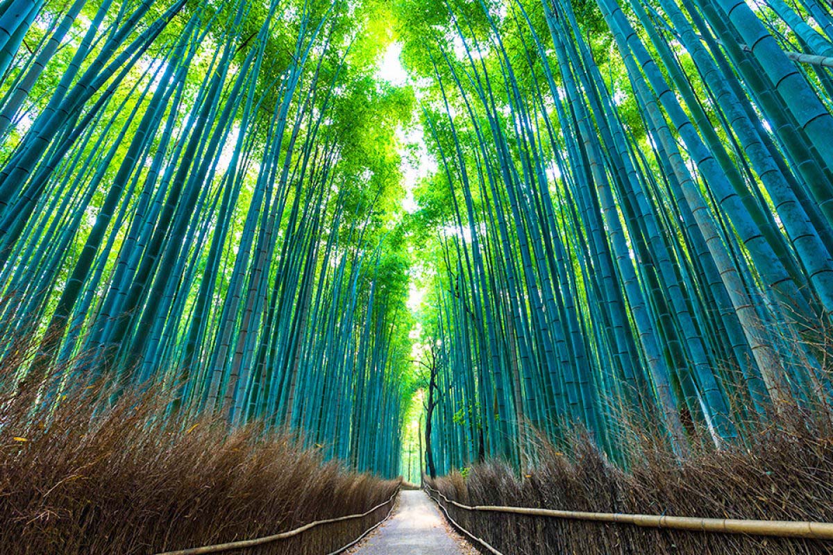 品味一期一會粉紅櫻花浪漫 日本大阪5天團