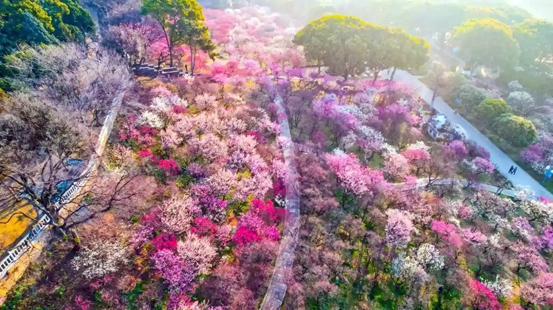 華東江南春色繁花雙古鎮 6天團