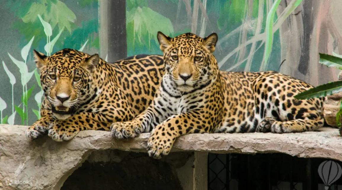 玩轉夢幻糖果樂園、綠山動物園  曼谷芭提雅5天團