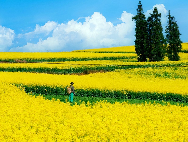 雙省聯遊 雲南貴州賞油菜花7天團