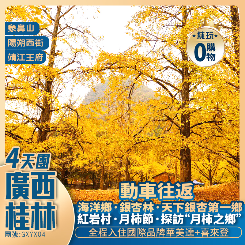 廣西【賞秋桂林】一年一度月柿節【恭城紅岩村】+銀杏第一鄉·【海洋鄉·銀杏林】+桂林地標·象鼻山+高鐵往返純玩4天團