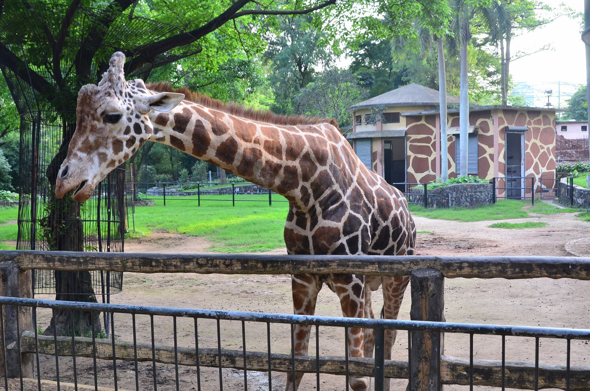 暢玩【融創樂園】【國際大馬戲】【廣州動物園】入住五星標準【東莞松山湖帝豪花園酒店】歎【酒店海鮮自助晚餐·位上芝士焗波士頓龍蝦】純玩3天團
