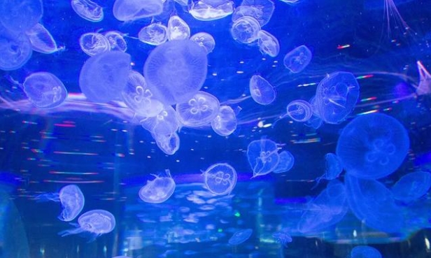 【復活節加班】暢玩4大主題樂園【奇幻水族館】【長鹿旅遊休博園】【冰雪世界】【廣東千古情】 純玩3天團