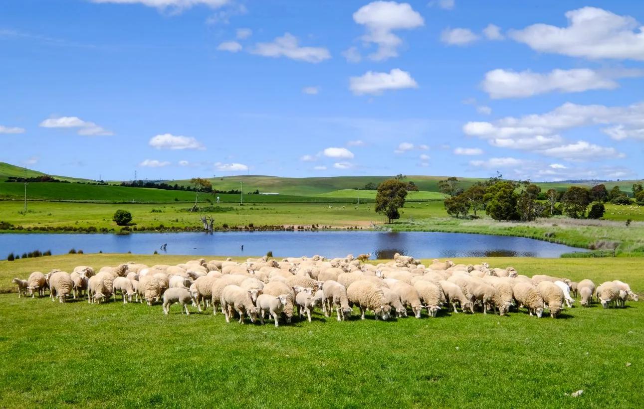 塔斯曼尼亞 墨爾本 澳洲9天團