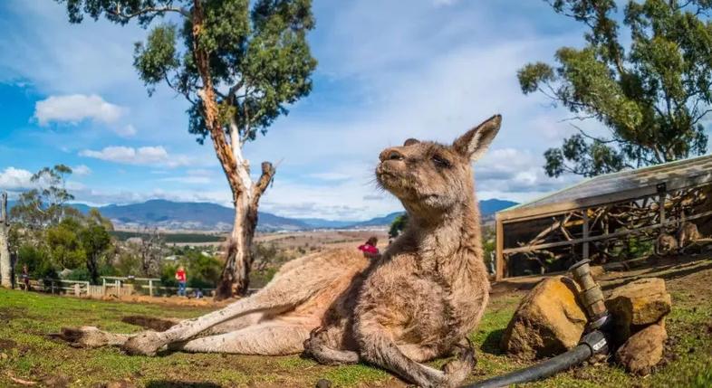 塔斯曼尼亞 墨爾本 澳洲9天團