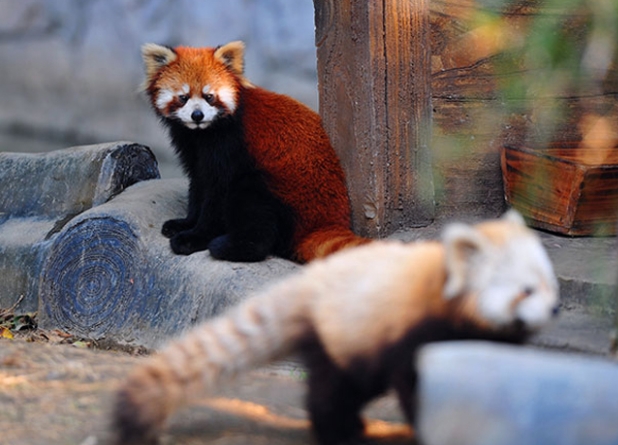 【復活節加班】暢玩4大主題樂園【奇幻水族館】【長鹿旅遊休博園】【冰雪世界】【廣東千古情】 純玩3天團
