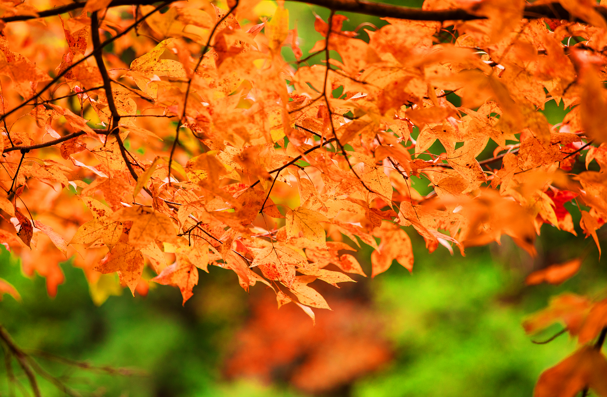 從化石門森林公園賞紅葉，壹泉灣溫泉酒店三天團