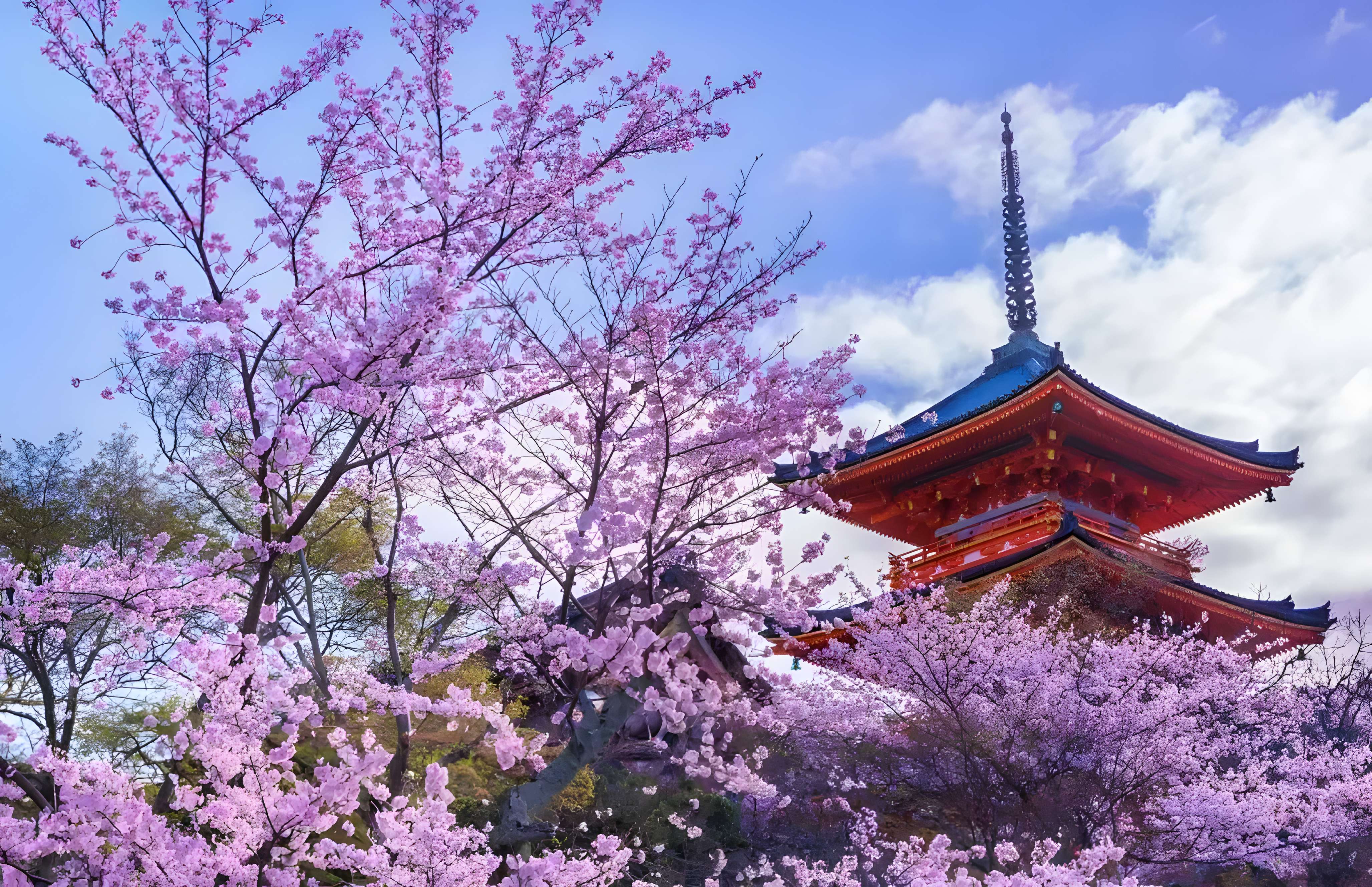 品味一期一會粉紅櫻花浪漫 日本大阪5天團