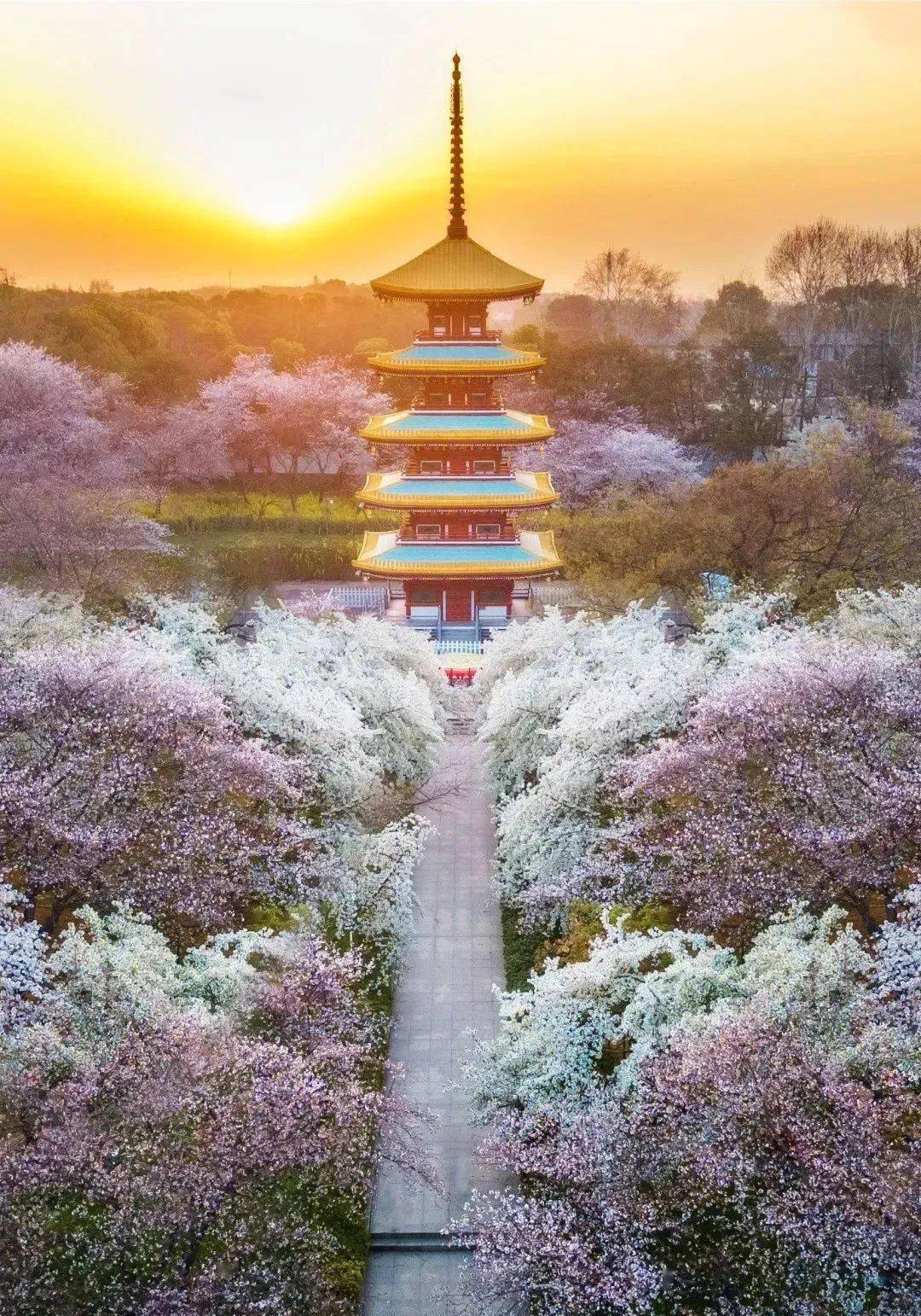 【春賞櫻花】湖北+武漢/黃鶴樓/東湖櫻花園/三峽大壩/荊州古城/楚河漢街【長江大橋】古德寺/黎黃陂路/晴川閣 香港直航純玩6天團