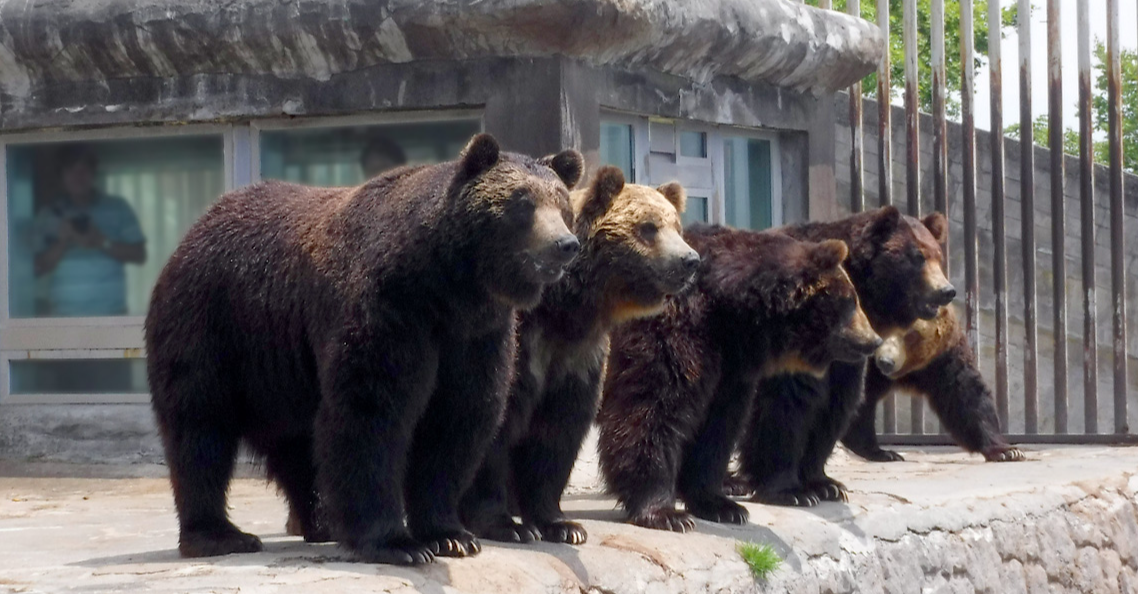近距離感受 札幌冬の旅 北海道5天團