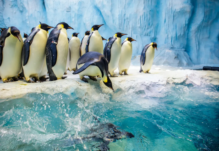 純玩3天珠海長隆海洋王國番禺長隆野生動物園珠海長隆橫琴灣酒店番禺長隆酒店