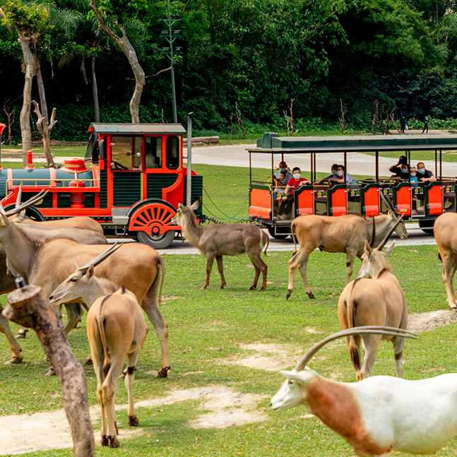 純玩3天珠海長隆海洋王國番禺長隆野生動物園珠海長隆橫琴灣酒店番禺長隆酒店