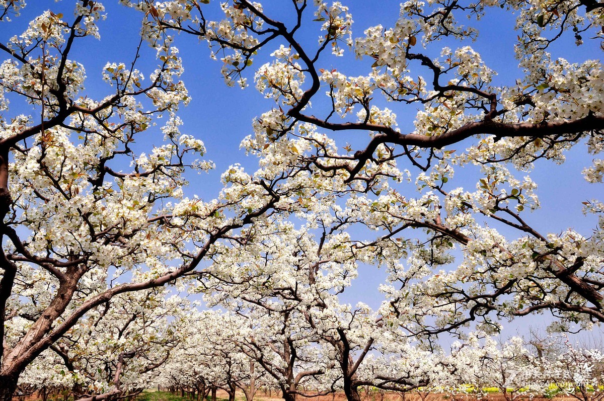 僅辦三團三月梨花時令限定金川梨花節-峨眉山樂山-成都純玩7天團