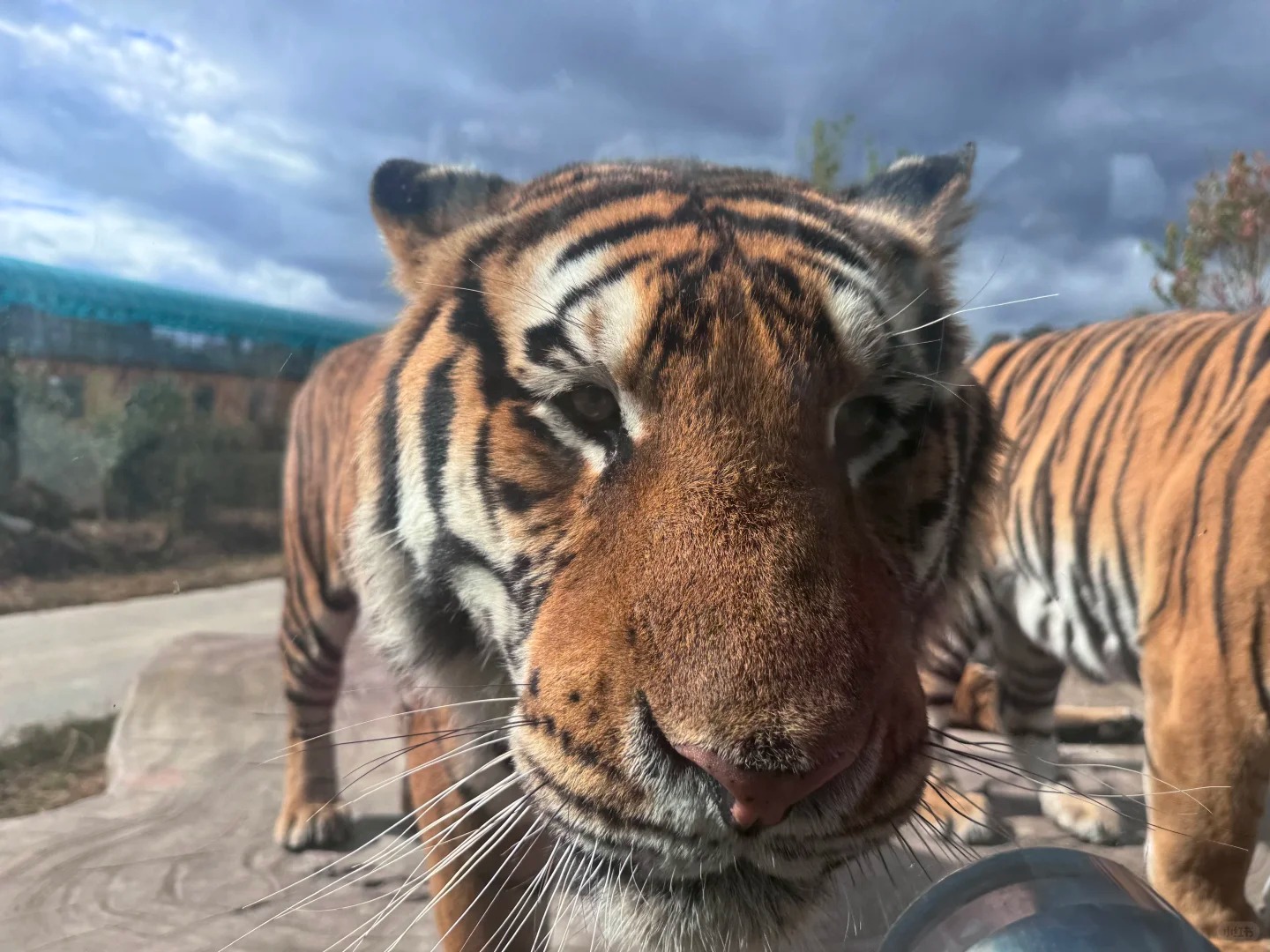 打卡東方夏威夷興凱湖珍寶島遊船 哈爾濱8天團