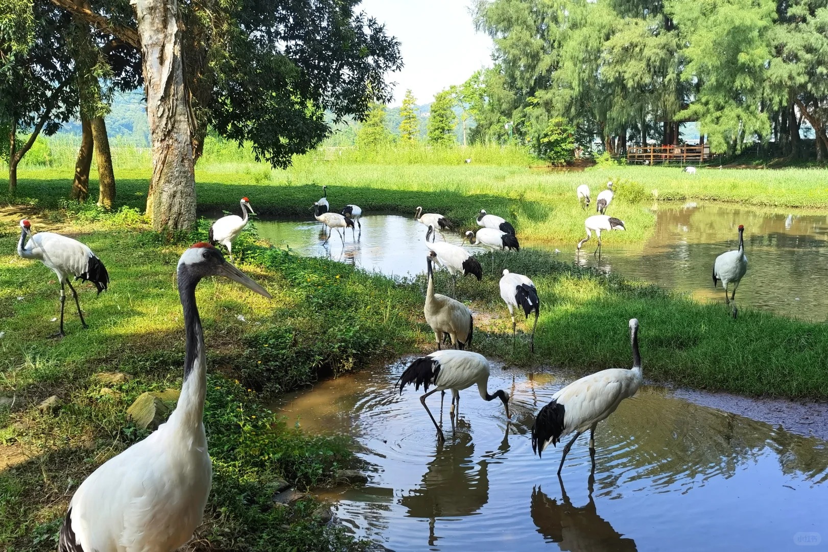 肇慶重本包【星湖濕地公園船遊+仙女湖景區+丹頂鶴島】一年一度的【臥佛含丹】觀神奇的天然臥佛含丹奇境 2天團