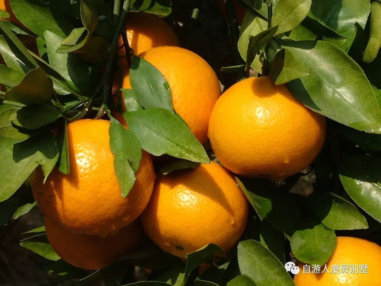 保證入住安墩•熱湯小鎮 全新升級裝修【惠東御上明珠溫泉度假村】無限次優質天然92°硫磺溫泉純玩2天團