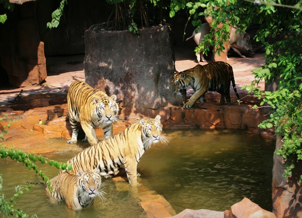 【兩大送1小】暢玩4大主題樂園【奇幻水族館】【長鹿旅遊休博園】【冰雪世界】【史努比主題樂園】 入住鬧市五星標準純玩3天團